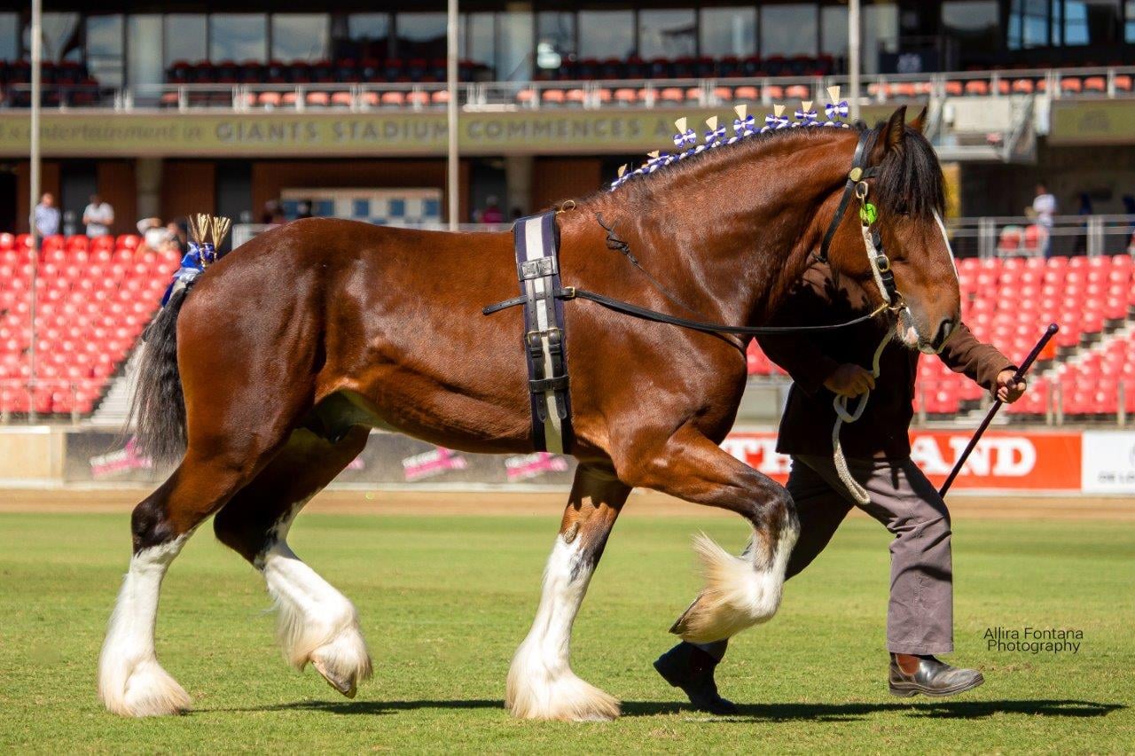 3yo Arclid Adonis son Tullymore Sir Henry Parkes being put through his paces at the Sydney Royal Easter Show